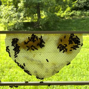 Bienen Wabe